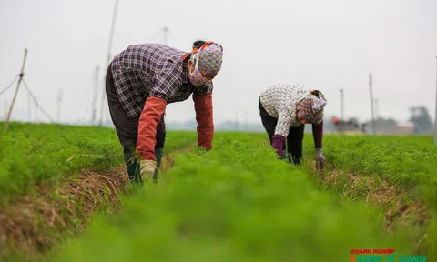 Hải Phòng: Ghi nhận nhiều kết quả khả quan trong sản xuất cây vụ Đông