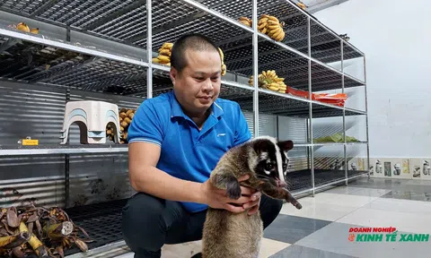 Mô hình nuôi chồn hương, điểm sáng phát triển kinh tế nông nghiệp tại Hải Phòng