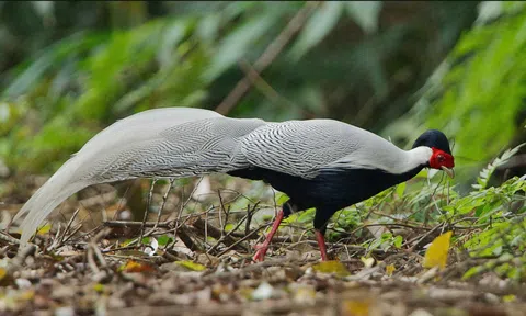 Nỗ lực bảo tồn các loài chim quý hiếm tại Khu dự trữ thiên nhiên Động Châu - Khe Nước Trong