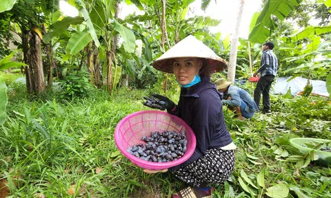 Thu hoạch loại quả đen trên cao người dân chỉ thu tiền không phải hái