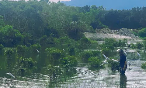 Hà Tĩnh: Tăng cường tuyên truyền, kiểm tra, xử lý tình trạng bẫy bắt chim trời