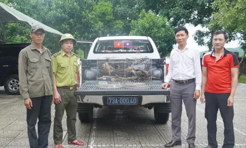 Quảng Trị: Người dân giao nộp 2 cá thể chim Niệc nâu quý hiếm
