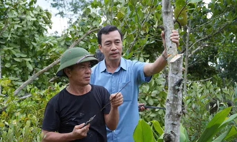 Quảng Trị: Khôi phục sản xuất nông nghiệp bị ảnh hưởng bão số 10