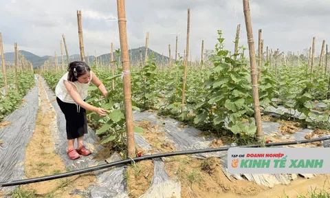 Trồng dưa chuột liên kết - hướng đi mới trong sản xuất nông nghiệp