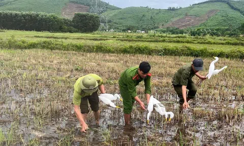 Quảng Trị: Tăng cường xử lý tình trạng săn bắt chim trời trái phép