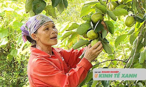 Trồng hồng vuông mang lại thu nhập khá cho người dân ở xã Đồng Lộc