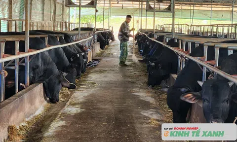 Hà Tĩnh: Nuôi bò vỗ béo - Mô hình mang lại hiệu quả kinh tế cao