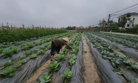 Nông dân Hà Tĩnh tăng tốc sản xuất rau vụ đông