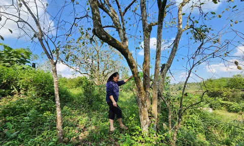 Hồng Bình Du: Từ quả ngọt ký ức đến thương hiệu OCOP hữu cơ