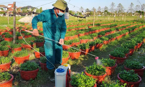 Vựa hoa lớn nhất Hà Tĩnh tăng tốc chăm sóc hoa đón Tết