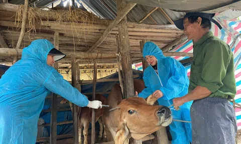 Quảng Trị: Tăng cường tiêm phóng đợt 2 năm 2025 để kiểm soát dịch bệnh hiệu quả