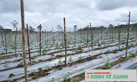 Giải bài toán rác thải nhựa trong sản xuất nông nghiệp Hà Tĩnh