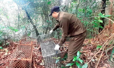 Quảng Trị: Thả 19 cá thể động vật hoang dã về môi trường tự nhiên