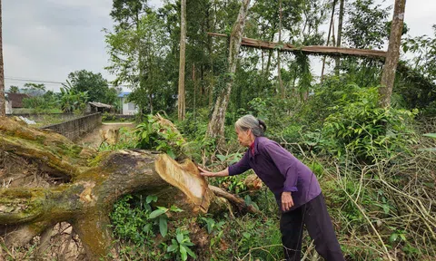 Hà Tĩnh: Vườn cây cổ thụ suốt gần hai thế kỷ được bảo vệ giờ chỉ còn là ký ức
