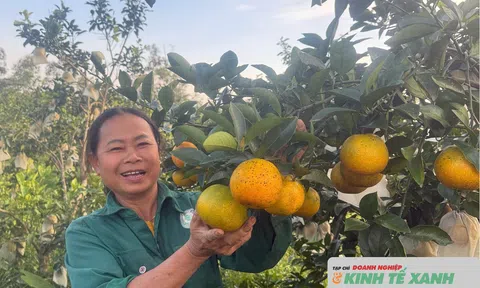 Trồng cam theo hướng hữu cơ - Nâng cao giá trị nông sản