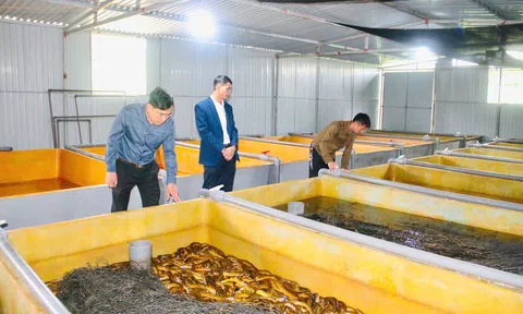 Mô hình nuôi lươn không bùn - hướng đi mới của xã vùng biên giới Hà Tĩnh