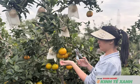 Hà Tĩnh: Mùa cam “ngọt” ở xã Gia Hanh