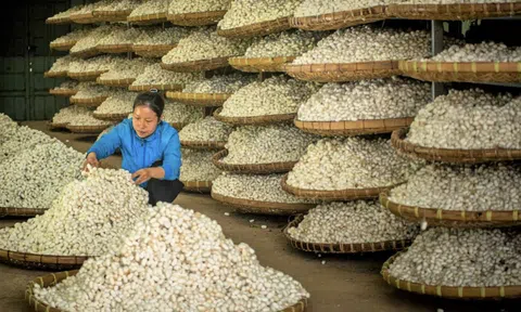 Sản phẩm dâu tằm tơ Lâm Đồng vươn mình ra thế giới