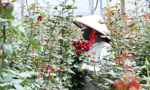 Vươn lên thoát nghèo từ sinh kế trồng hoa hồng dưới chân núi Lang Biang
