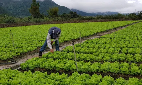 Giá rau xanh leo thang do mưa bão kéo dài