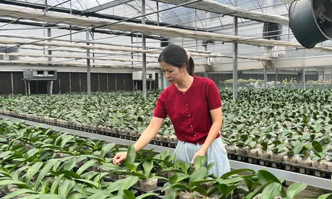 Biến vùng đất trũng thành trang trại lan Hồ điệp ứng dụng công nghệ cao