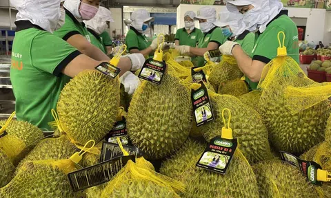 Sầu riêng bứt phá, xuất khẩu rau quả Việt Nam tiến gần 7,6 tỷ USD