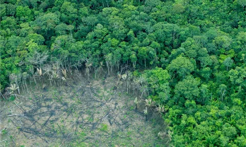 “Lá chắn xanh” giữa thách thức toàn cầu: Lâm nghiệp Việt Nam cần bước ngoặt mới