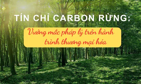 Tín chỉ carbon rừng: Vướng mắc pháp lý trên hành trình thương mại hóa