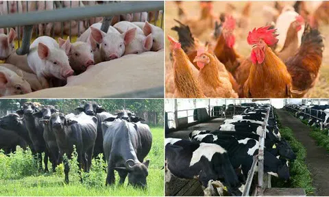 Chăn nuôi tuần hoàn: Bước tiến thiết yếu hướng tới phát triển bền vững