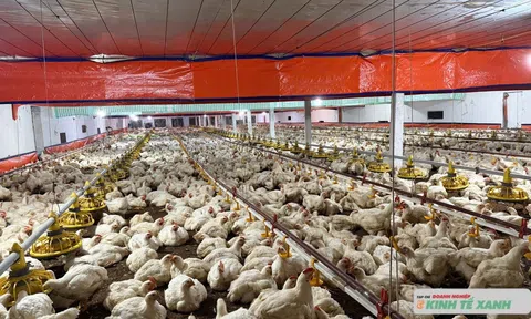 Ngành chăn nuôi “oằn mình” giữa vòng xoáy dịch bệnh và thiên tai