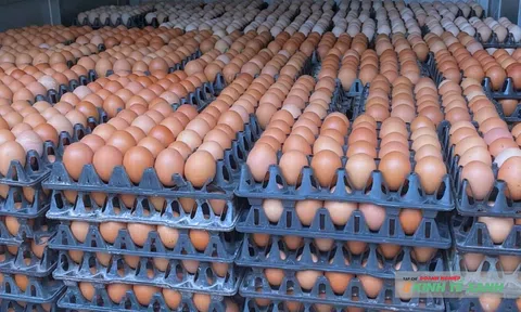 Giá trứng gà tăng mạnh tại Hà Nội: Người dân vẫn tăng mua để “chống bão giá”