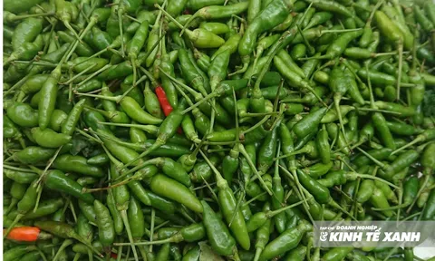 Giá ớt tăng vọt sau bão lũ, gấp ba lần cùng kỳ năm ngoái