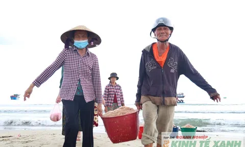 Ruốc vào mùa, ngư dân Quảng Ngãi “hái tiền” từ biển