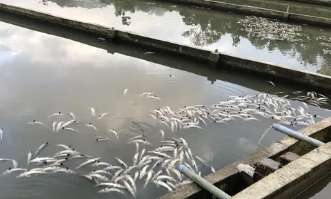 Quảng Ngãi: Hàng chục tấn cá tầm chết sau mưa lớn tại xã Măng Đen