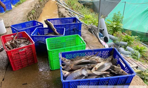 Quảng Ngãi: Sạt lở đất gây thiệt hại 70 tấn cá tầm