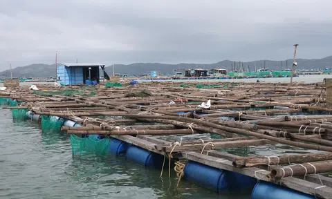 Thiệt hại hàng nghìn tỷ đồng, người nuôi tôm Đắk Lắk khẩn thiết xin khoanh nợ và hỗ trợ tái sản xuất