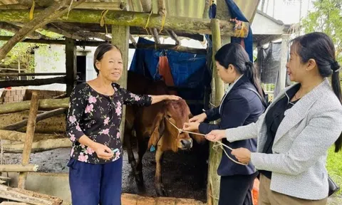 Quảng Ngãi: Xã Mộ Đức hỗ trợ bò cho hộ nghèo - Kỳ vọng bứt phá sinh kế