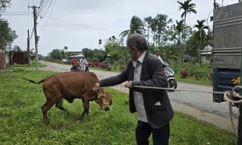 Xã Mộ Đức (Quảng Ngãi) hỗ trợ bò cho hộ nghèo: Ngày bò giống về với người dân
