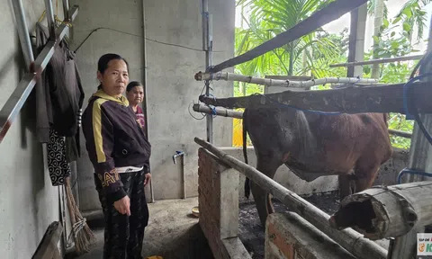 Quảng Ngãi: Điểm tựa sinh kế từ những con bò giống