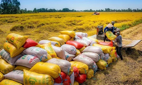 Bộ Công Thương thu hồi 10 giấy phép xuất khẩu gạo, đưa 152 thương nhân vào diện kiểm soát chặt