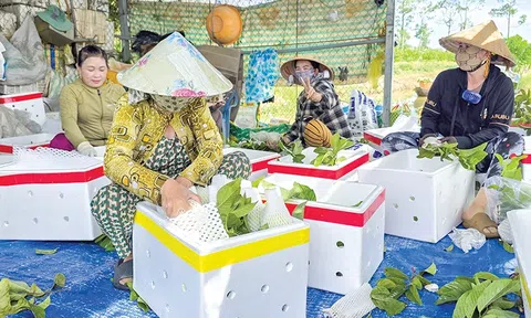 Cần Thơ: Đảm bảo chất lượng, an toàn thực phẩm và phát triển thị trường nông lâm thủy sản năm 2025
