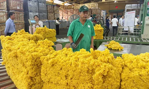 Tổng công ty Cao su Đồng Nai sẽ thử nghiệm robot cạo mủ tự động