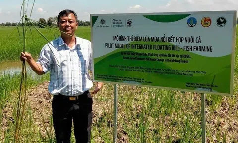 Lúa mùa nổi Tây Ninh: Từ cánh đồng ngập lũ đến biểu tượng “nông nghiệp thuận thiên” vươn ra thế giới