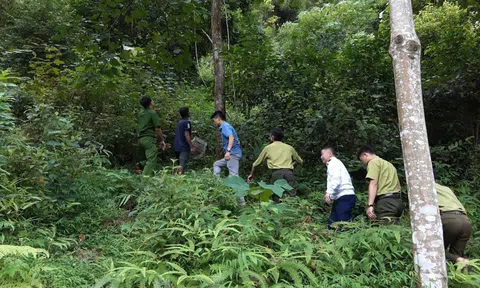 Tuyên Quang: Thả cá thể Culi quý hiếm về rừng, lan tỏa thông điệp bảo tồn thiên nhiên
