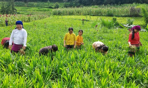 Gừng bản địa Lũng Cú: “Vàng xanh” chưa tìm được đường ra thị trường