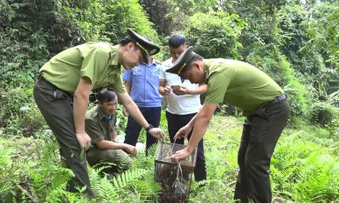 Hành trình trở về tự nhiên của 2 cá thể Cu li nhỏ quý hiếm tại Tuyên Quang