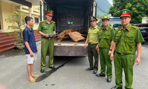 Phát hiện xe tải chở gỗ Ngọc Am trái phép tại Tuyên Quang