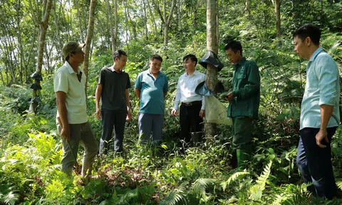 Cây cao su vươn xanh trên miền đất khó
