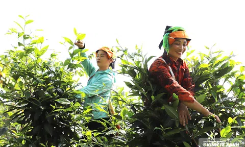 Trà Shan tuyết Việt Lâm, từ bản làng ra thế giới