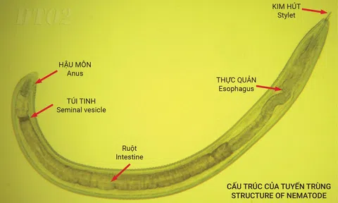 Giải pháp sinh học đặc trị tuyến trùng, phục hồi nhanh rễ cây trồng